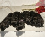 Small Photo #18 Mini Whoodle (Wheaten Terrier/Miniature Poodle) Puppy For Sale in PEORIA, IL, USA