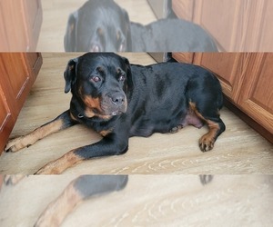Mother of the Rottweiler puppies born on 10/25/2025
