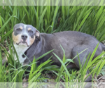Small #4 American Bulldog-American Staffordshire Terrier Mix