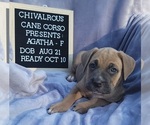 Small Photo #3 Cane Corso Puppy For Sale in MINERAL WELLS, WV, USA