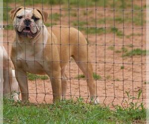 Mother of the Olde English Bulldogge puppies born on 03/05/2022