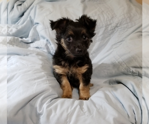 Medium Photo #5 Chorkie-Yorkshire Terrier Mix Puppy For Sale in MANSFIELD, TX, USA