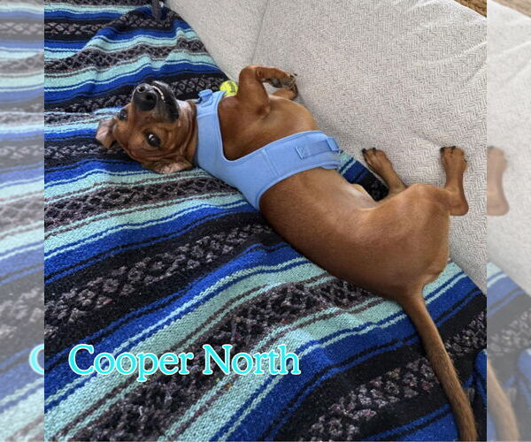 Medium Photo #11 Dachshund Puppy For Sale in San Antonio, TX, USA