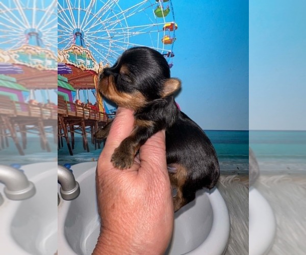 Medium Photo #6 Yorkshire Terrier Puppy For Sale in KEITHVILLE, LA, USA