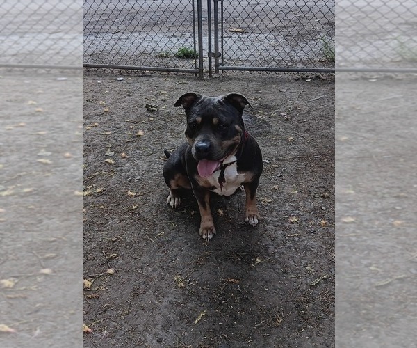 Medium Photo #1 American Bully Puppy For Sale in TRENTON, NJ, USA