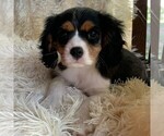 Small Photo #1 Cavalier King Charles Spaniel Puppy For Sale in ORRTANNA, PA, USA