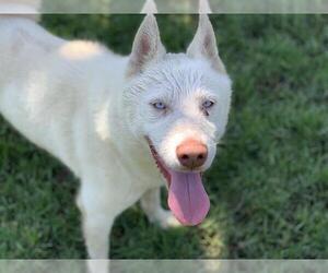 Siberian Husky Dogs for adoption in Riverside, CA, USA