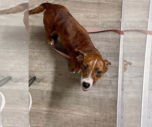 Candy - Female Dachshund-Unknown Mix Dog for Adoption - Photo #6