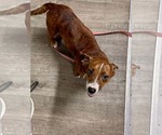 Small Photo #6 Dachshund-Unknown Mix Puppy For Sale in Mount Laurel, NJ, USA