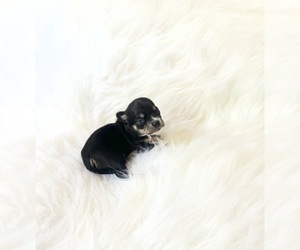 Chihuahua Puppy for sale in SACRAMENTO, CA, USA