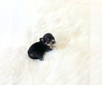 Image preview for Ad Listing. Nickname: AKC Riley