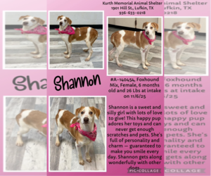 Mutt Dogs for adoption in Woodbury, NY, USA
