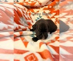 Litter of 5 - Male(s) and Female(s) BoxerLitter of Puppies for Sale - Photo #4