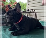 Small #6 French Bulldog