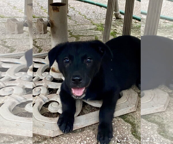 Medium Photo #2 Labrador Retriever-Unknown Mix Puppy For Sale in Hillsboro, MO, USA