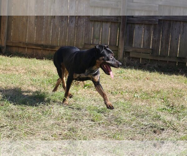 Medium Photo #3 Mutt Puppy For Sale in Jackson, MS, USA