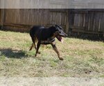 Small #2 Mutt