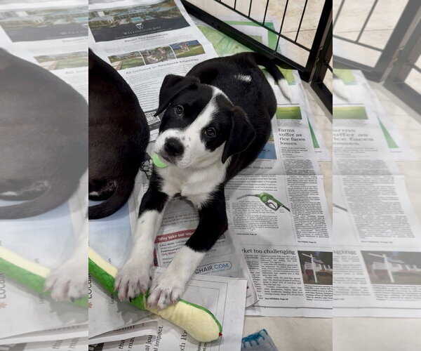 Medium Photo #3 Labrador Retriever-Unknown Mix Puppy For Sale in Royal Palm Beach, FL, USA