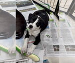 Small #2 Labrador Retriever Mix