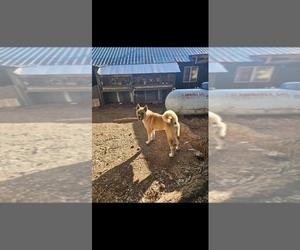 Father of the Akita puppies born on 09/15/2025