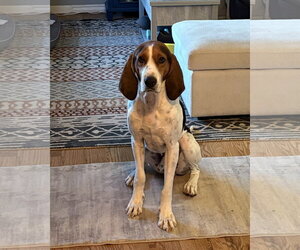 Treeing Walker Coonhound-Unknown Mix Dogs for adoption in Fort Collins, CO, USA