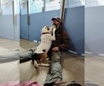 Small #2 Mutt