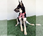 Small #1 German Shepherd Dog Mix