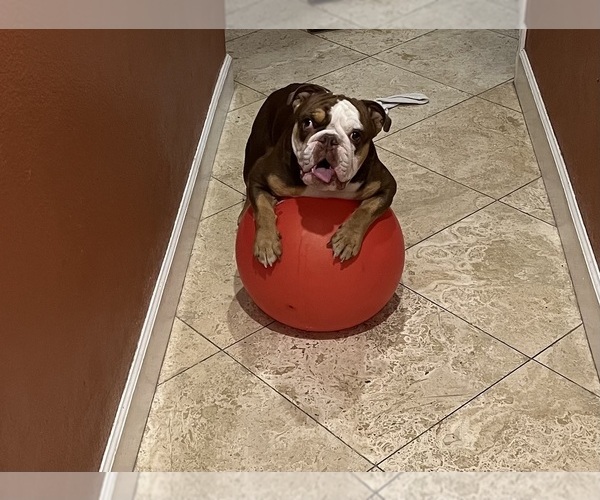 Medium Photo #1 Bulldog Puppy For Sale in LAS VEGAS, NV, USA