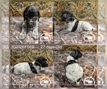 Small Photo #13 German Shorthaired Pointer Puppy For Sale in MOYIE SPRINGS, ID, USA