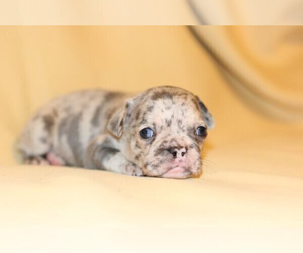 Medium Photo #5 French Bulldog Puppy For Sale in NAPLES, FL, USA