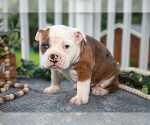 Medium Photo #12 Olde English Bulldogge Puppy For Sale in MERCER, PA, USA