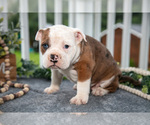 Small #1 Olde English Bulldogge