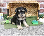 Elijah - Male Schnauzer (Miniature) Puppy for Sale - Small photo