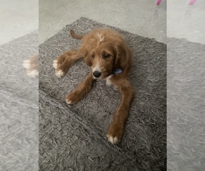 Double Doodle Puppy for sale in JUPITER, FL, USA