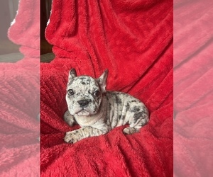 French Bulldog Puppy for sale in BOSTON, MA, USA