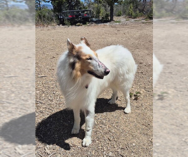 Medium Photo #1 Collie Puppy For Sale in Pueblo West, CO, USA