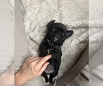 Puppy Layla Pug-Puggle Mix