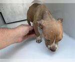 Small American Pit Bull Terrier Mix