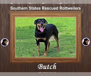 Butch - Male Rottweiler-Unknown Mix Dog for Adoption - Photo #3
