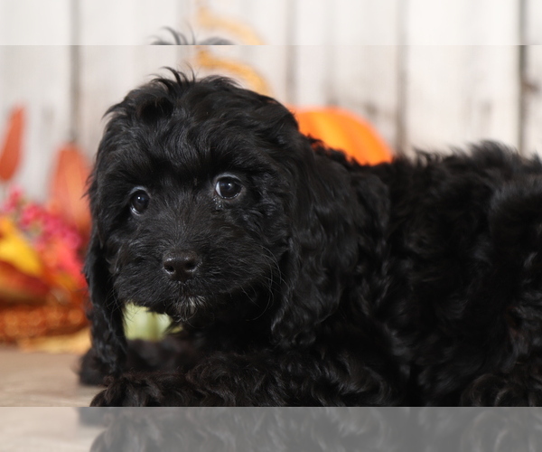 Medium Photo #2 Cocker Spaniel-Poodle (Miniature) Mix Puppy For Sale in MOUNT VERNON, OH, USA