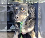 Small #2 Australian Shepherd Mix