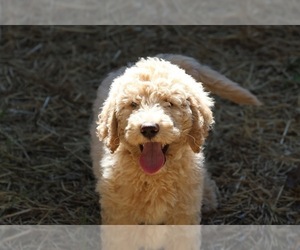 Goldendoodle (Miniature) Puppy for Sale in WESTMINSTER, South Carolina USA