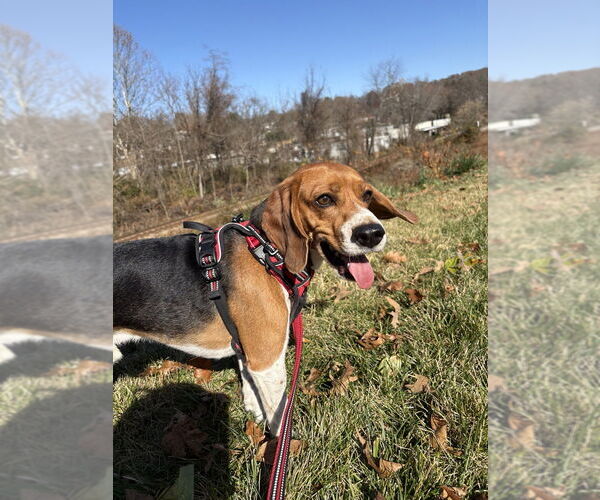 Medium Photo #4 Beagle Puppy For Sale in Candler, NC, USA