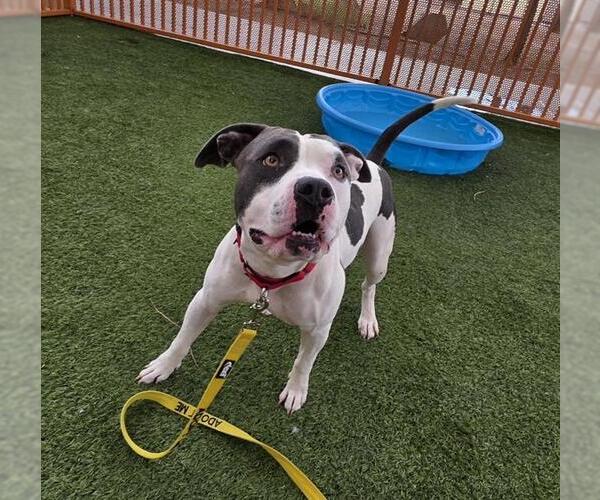 Medium Photo #2 American Pit Bull Terrier-Unknown Mix Puppy For Sale in Las Vegas, NV, USA