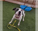 Small #1 American Pit Bull Terrier Mix
