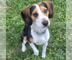 Beagle Dogs for adoption in Batavia, OH, USA