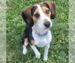Small Beagle