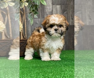 Shih Tzu Puppy for sale in CANOGA, NY, USA