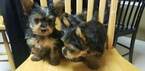 Small Photo #19 Yorkshire Terrier Puppy For Sale in SUWANEE, GA, USA