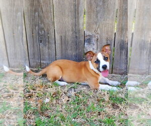 Chiweenie Dogs for adoption in Great Bend, KS, USA